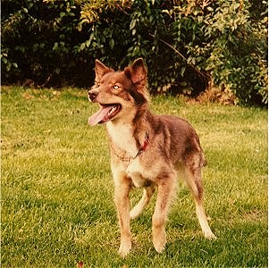 Hare indian dog shop for sale